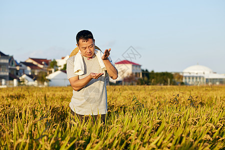 阳光下观察麦粒的农民图片