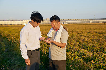 农民向老板展示小麦颗粒图片