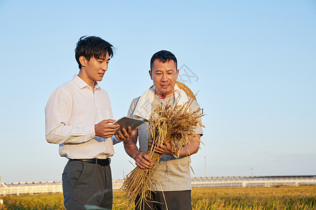 科研人员记录小麦生长情况图片