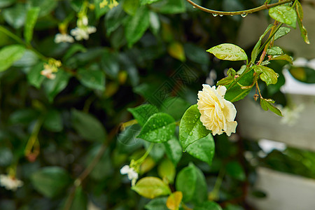 春分雨季后的鲜花背景