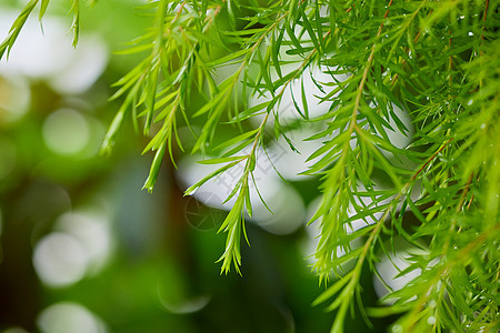 雨后挂着水珠的树枝图片