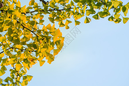 秋天银杏树上的银杏叶图片