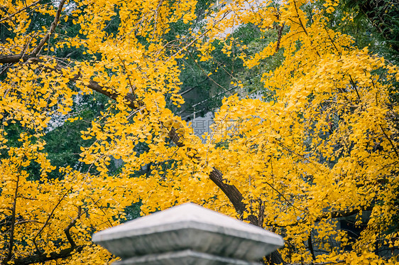 秋天唯美银杏树图片