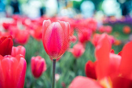 秋季唯美郁金香花海图片