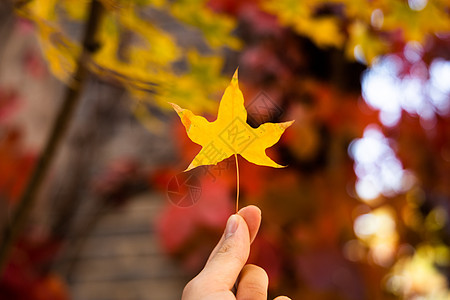 唯美秋季阳光下的黄色树叶图片