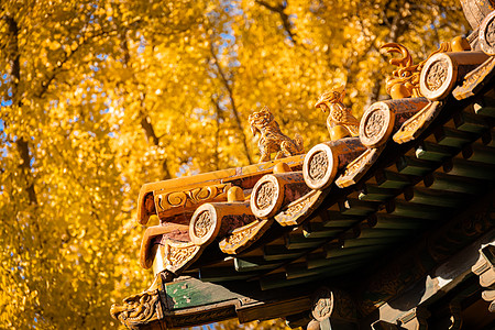 桃花与古建筑初冬故宫与黄叶银杏背景