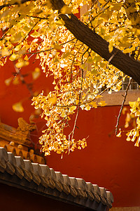 透彻的蓝天初冬故宫与黄叶银杏背景