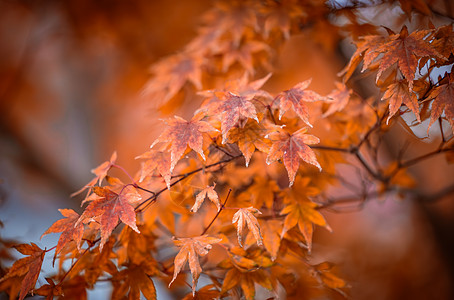 秋天浪漫唯美的红枫与古建筑背景图片