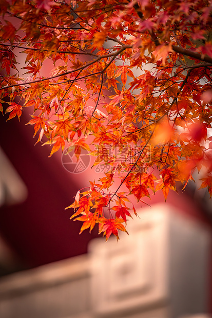 秋天浪漫唯美的红枫与古建筑图片