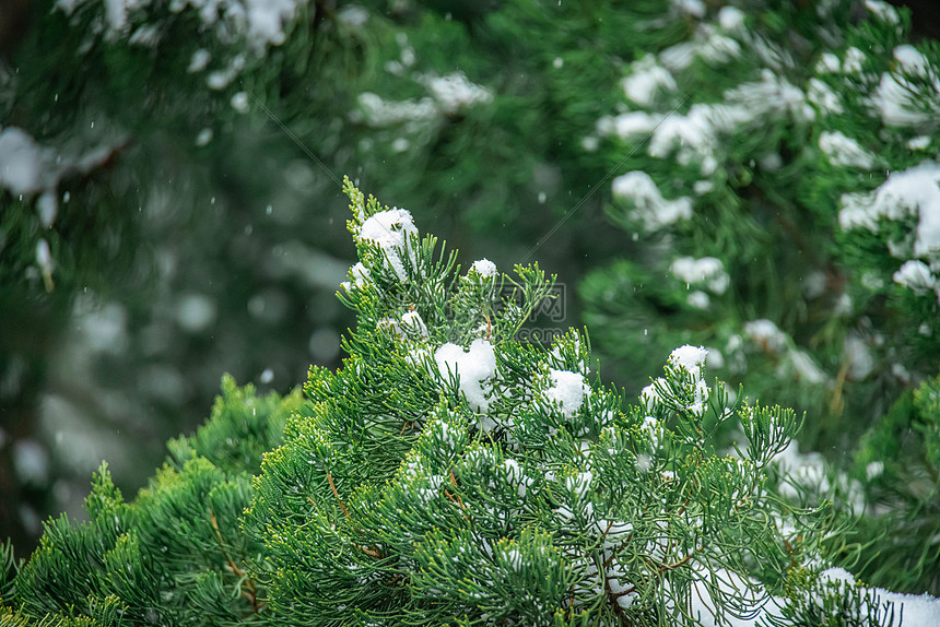 冬季雪中的松树图片