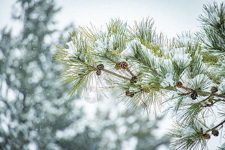 冬季雪中的松树背景图片