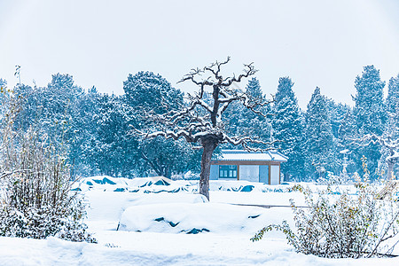 冬季雪中的美景背景图片