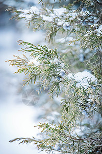 冬季雪中的松树叶背景图片