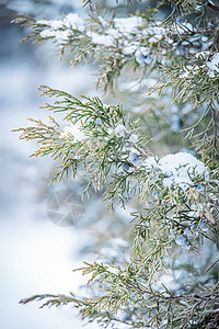 冬季雪中的松树叶图片