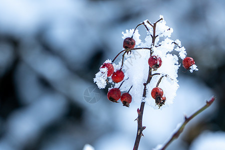 冬天冰雪中的山楂图片