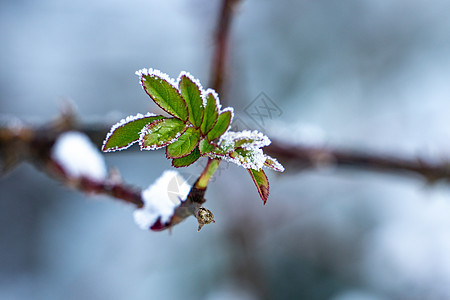 冬天冰雪中的植物图片