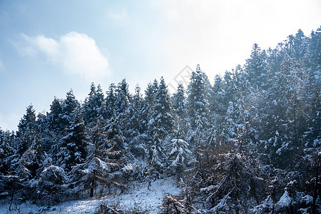 冬天落雪的树林图片