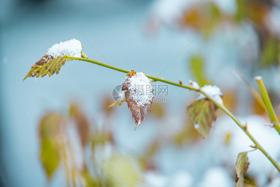 冬季雪中的松树叶图片