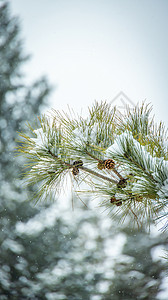 冬季雪中的松树叶图片