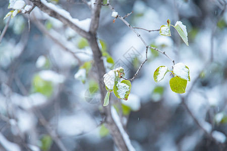 冬季雪中的树叶图片