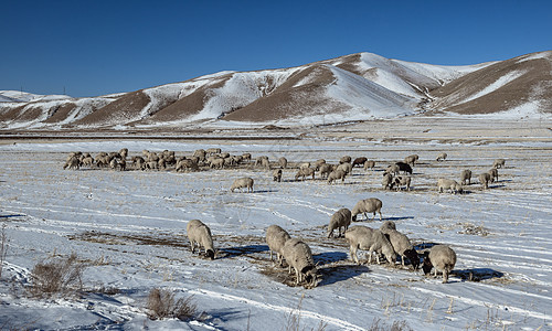 内蒙古冬季冰雪山峦羊群图片