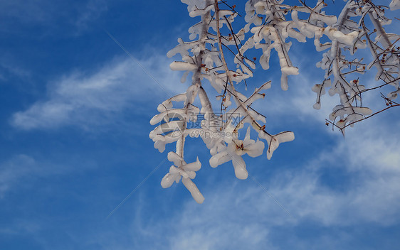 内蒙古冬季蓝天白云树挂冰雪图片