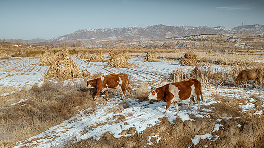内蒙古冬季山区冰雪农田牛群景观图片