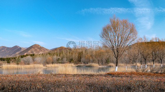 内蒙古冬季树木冰湖蓝天景观图片