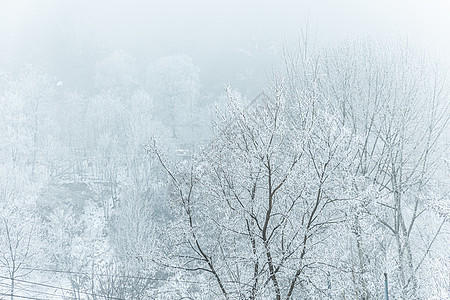 冬季哈尔滨烟雾笼罩的雾凇图片