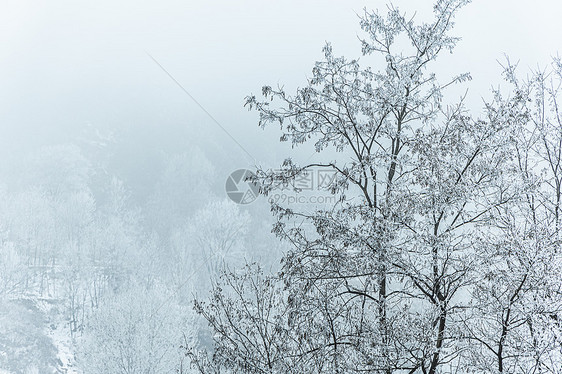 冬季哈尔滨烟雾笼罩的雾凇图片