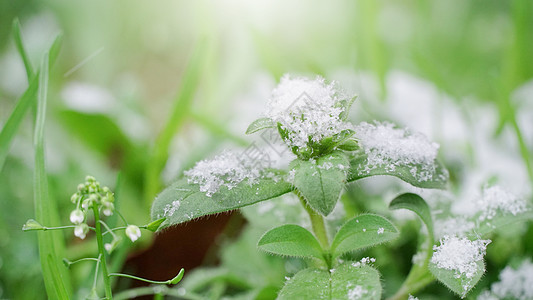 雪花冰冰雪消融风光背景