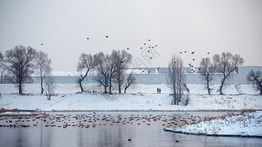 冬季冰雪湖泊树木候鸟景观图片