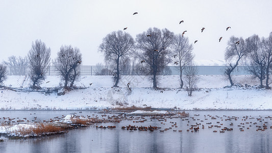 冬季冰雪湖泊树木候鸟景观背景图片