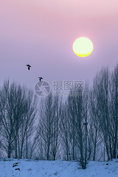 冬季落日候鸟树木雪景图片