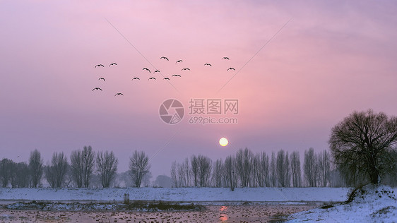 冬季落日候鸟树木雪景图片