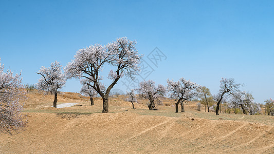 内蒙古春天杏树杏花植被蓝天背景图片