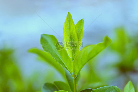 初春树木花草特写图片