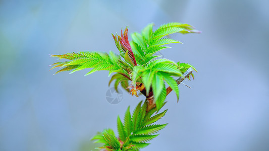 初春树木花草特写高清图片