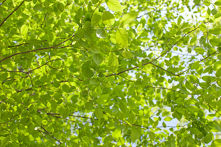 绿叶红花春季新生绿叶榉树背景