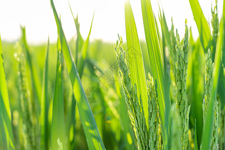 夏日绿油油的稻田图片