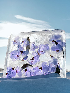 哈尔滨冬季冰雕鲜花背景图片