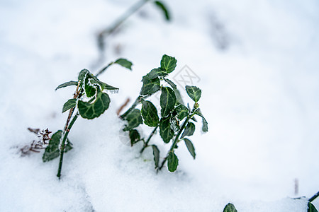 冰雪中的植物图片