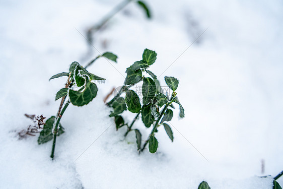 冰雪中的植物图片