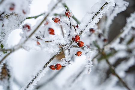 冰雪中的植物图片