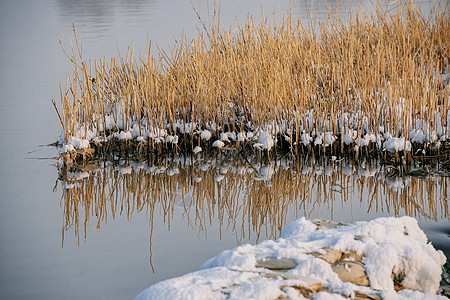 冬季冰雪树木植被湖水背景图片