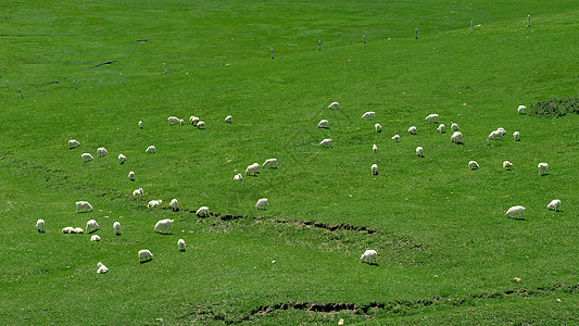 高山云雾内蒙古高山牧场羊群绿色背景