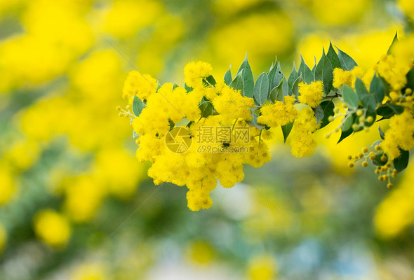 春日花卉高清图库