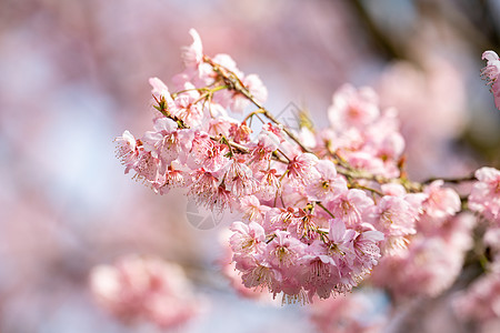 春天的樱花背景