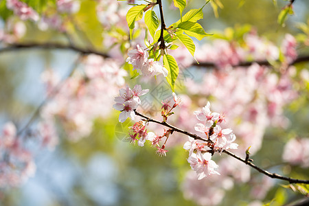 植物生长春天的樱花背景