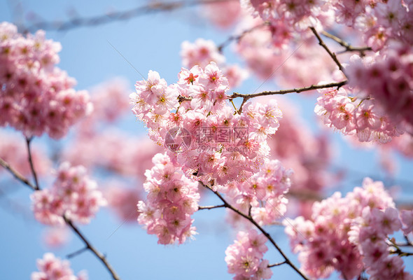 缤纷樱花高清图库